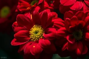 铁胆兄弟 10：大佬博弈局