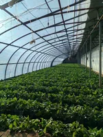 换了个地方摘草莓，白天看了《太平年》，强