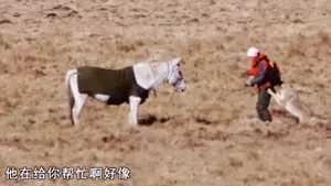 《重返狼群》背后:那只被人类养大的狼,真的“重返”成功了吗?