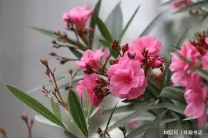 小霸王高泽建32