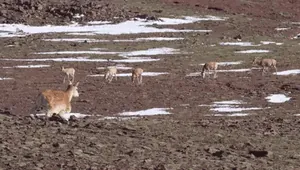 央视犯罪题材大剧今晚首播，主演阵容强，这剧收视要爆