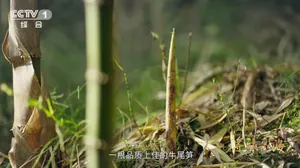 锁定明晚央视一套18:20档 寻味山海，遇见崇州地道好味