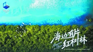 海边有片红树林！2月2日世界湿地日，这部央视大片别错过！