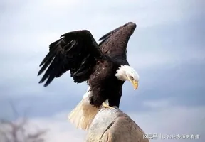 《亮剑》中,丁伟的毕业论文为何刚说到关键处,就被人打断了?