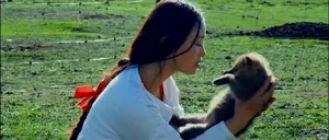 这部纪录片重新爆火，狼王的故事何以感动全网？