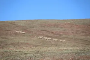 追剧了吗？《生命树》背后的他们，同样戳中泪点