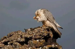 吴石挫败海东青计划