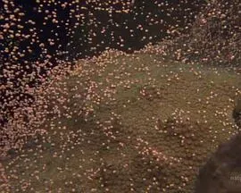 国家地理:大白鲨的长途冒险旅程